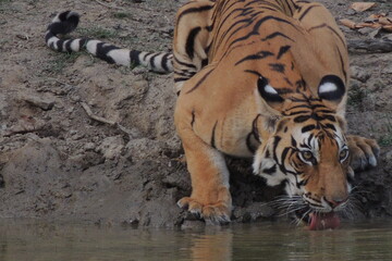 Tiger at the water