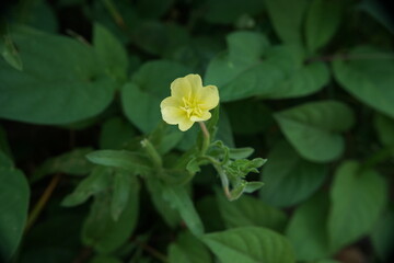 コマツヨイグサ