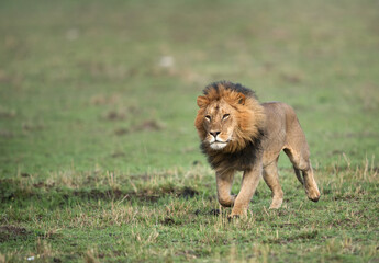 Lion running at Masai Mara grassland