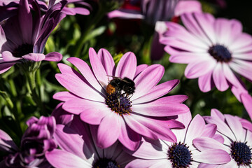 Hummel sammelt Nektar in einer Blume © photalo