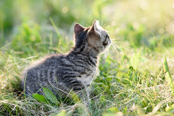 Naklejka na ściany i meble A small charming kitten walks on the green grass