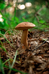 porcini mushroom, forest