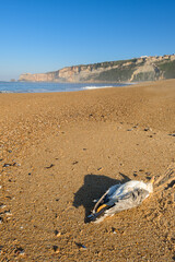 a dead seagull on the beach