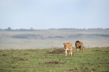 Naklejka na ściany i meble Lion pair moving in the grassland of Masai Mara