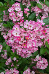 blooming pink flowers of a garden plant