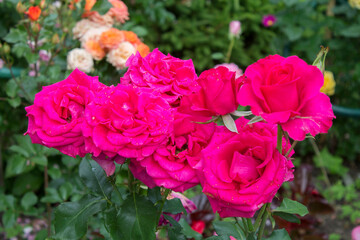garden rose flowers in the garden