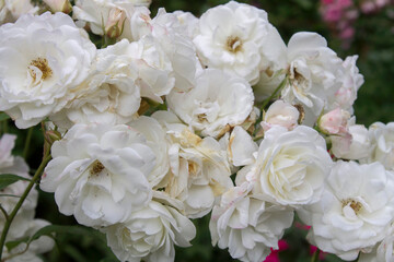 white garden rose flowers close up