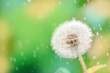 Macro dew drops on dandelion seeds. on a sunny summer day. field in the park.Beautiful green blur bokeh background.square size