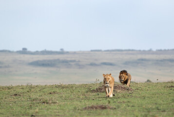 Lion pair moving in the grassland of Masai Mara