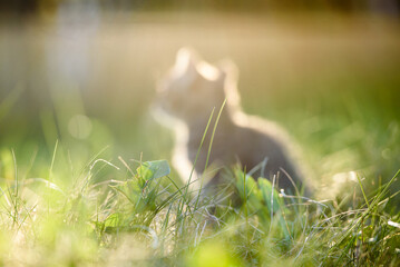  silhouette of a small kitten in the soft sunlight on the lawn. Soft focus .