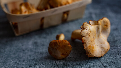 Golden chanterelles and funnell chanterelles lying on a table with rosemary, To create a rustic mood, there is still some dirt on those vegetables. Chanterelles lying on a  table