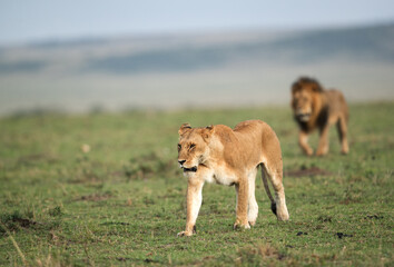 Lioness and a lion moving in the grassland of Masai Mara