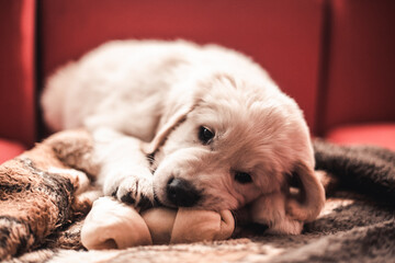 puppy sleeping on a pillow