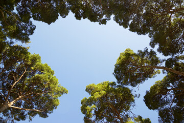 Obraz premium Trees in a park