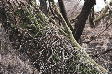 tree in the forest
