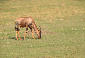 Topi antelope grazing in Masai Mara grassland