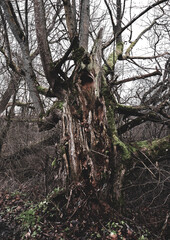 old tree trunk
