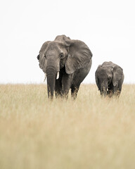 Elephant mother and calf standing in the long grass in the Masai Mara with a white background.  