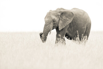 Single elephant resting end of trunk on tusk standing in  the long grass in the Masai Mara green season with a white background.  