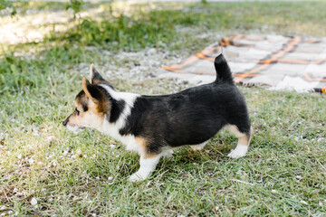 black and white Corgi puppy on the grass