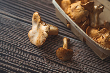 Golden chanterelles and funnell chanterelles lying on a table with rosemary, To create a rustic mood, there is still some dirt on those vegetables. Chanterelles lying on a  table