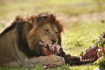 Lion with a kill at Masai Mara
