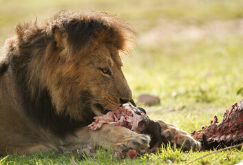 Fototapeta na wymiar Lion with a kill, Masai Mara