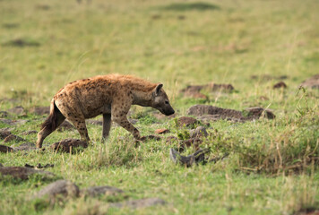Hyena walking in the Savannah grassland, Masai Mara
