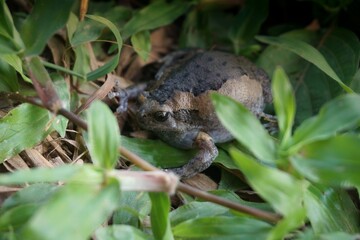 Bullfrog on the grass tried to inflate to a bigger size to frighten enemies.