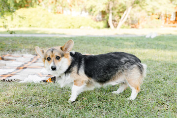 a Corgi dog on the green in a Sunny sunset