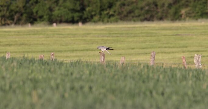 busard cendr&eacute; (circus pygargus) mangeant une proie sur un piquet