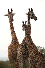 A herd of Giraffe at Masai Mara, Kenya
