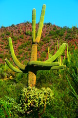 Wielki kaktus w Arizonie o ciekawym kształcie 