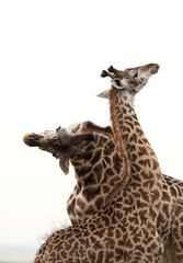 A pair of Giraffe at Masai Mara, Kenya