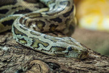 A portrait of a Python hunting on a tree branch - very close head and eye