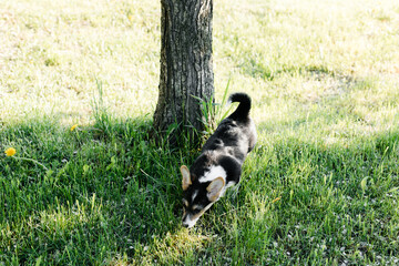 Naklejka na ściany i meble black and white Corgi puppy on the grass