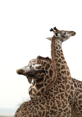Giraffes display of courtship, Masai Mara