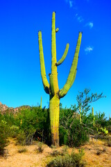 Kaktusy na pustynnych pustkowiach Arizony