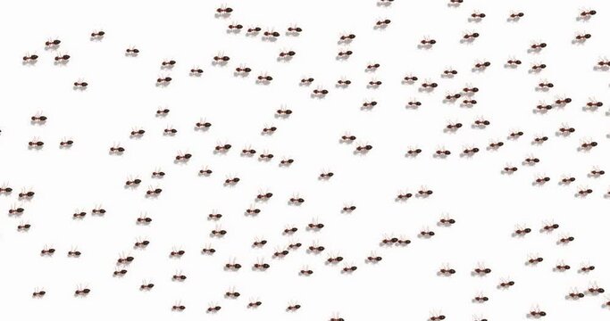 Thousands of ants marching, 3D animation with alpha channel