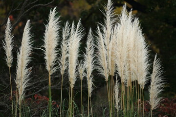 秋の光にうかぶススキの穂
