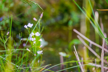 Beautiful flowering wild plant may flower