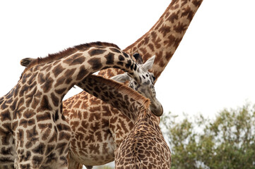 Giraffes courting at Masai Mara
