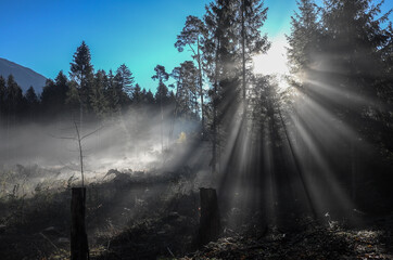 sunrise in the forest with groundfog