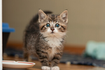 cute kitten at home © zhagunov_a