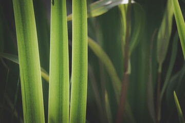 iris spikey leaves beautiful green background