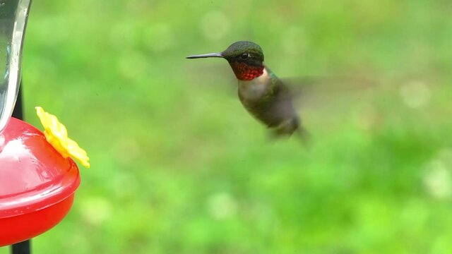A closeup of a male ruby-throated hummingbird at a feeder