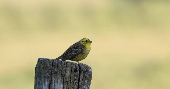 chant nuptial du bruant jaune (emberiza citrinella) sur un piquet