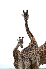Giraffes loving each other, Masai Mara