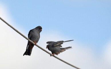 Red-footed Falcon (Falco vespertinus), Greece