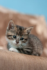 cute kitten at home © zhagunov_a